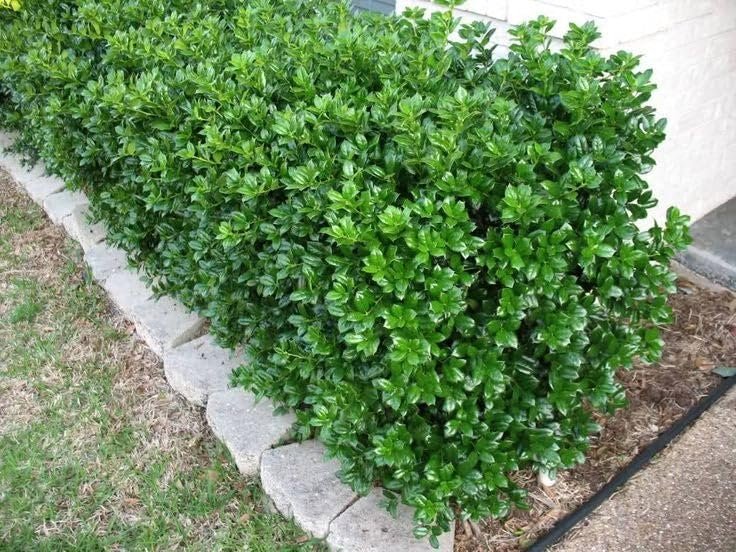 Dwarf Burfordi Holly Ilex | Extra Large Gallon Plants | Ilex cornuta 'Dwarf Burfordi' | Lush Evergreen Shrub | Ideal for Borders and Hedges