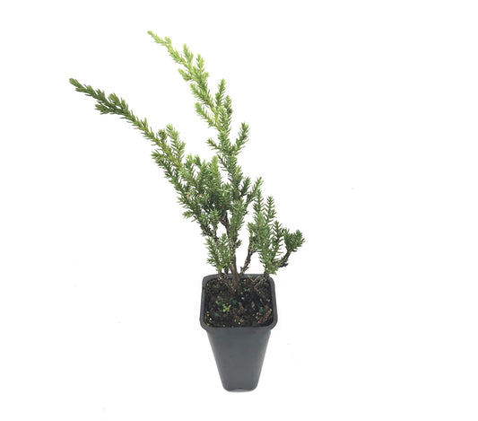 Green Sargent Juniper - Live Plants - Juniperus Chinensis - Drought Tolerant Cold Hardy Evergreen Ground Cover