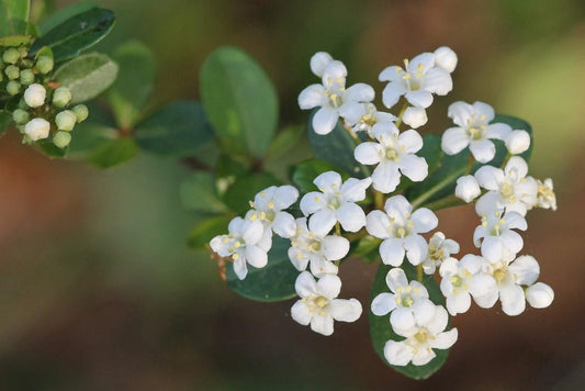 Viburnum Mrs. Schiller's Delight I Large Gallon Size Plants | Live Plants I Dwarf Obovatum I Evergreen Shrub with Fragrant White Blooms, Ideal for Hedges, Borders