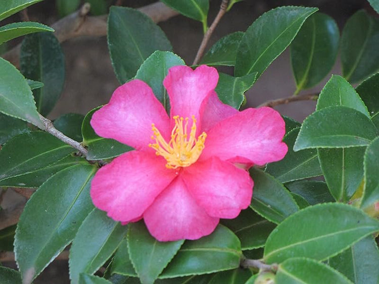 Camellia Sasanqua Kaniiro I Extra Large Gallon Plants | Pink Flowering Vibrant Blooming Shrub, Live Plant for Garden, Landscape & Home Decor, Hardy Evergreen Ornamental Flowering Bush