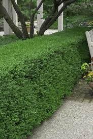 Wintergreen Boxwood | Extra Large Gallon Plants | Dense, Evergreen Shrub, Ideal for Decorative Hedges, Topiary Art & Landscape Borders, Cold Hardy & Drought Tolerant