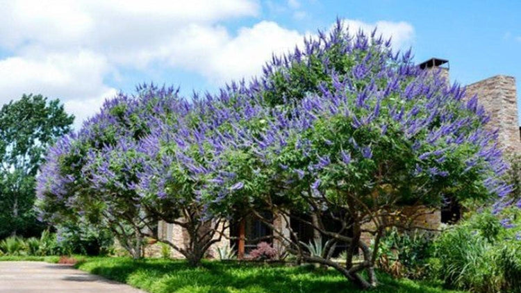 Chaste Tree | Live Seedlings | Texas Lilac Shoal Creek Vitex | Agnus Castus | Purple Flowering Lilac Shrub