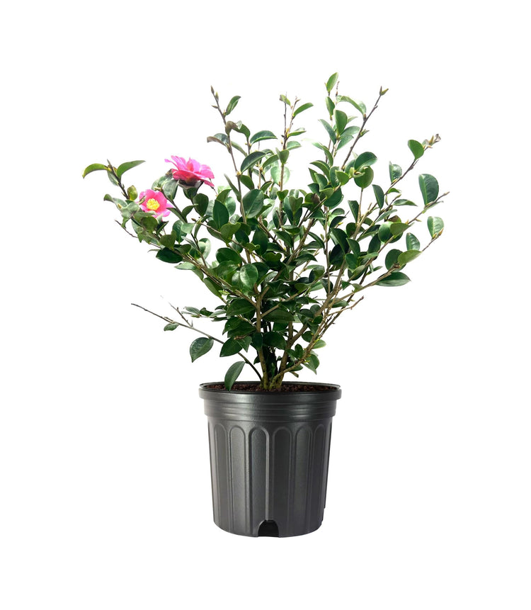 Camellia Sasanqua Kaniiro I Extra Large Gallon Plants | Pink Flowering Vibrant Blooming Shrub, Live Plant for Garden, Landscape & Home Decor, Hardy Evergreen Ornamental Flowering Bush