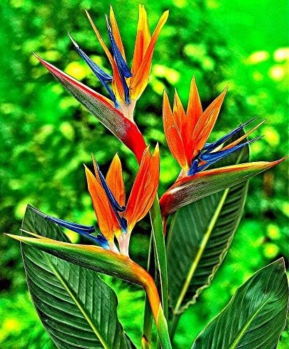 Orange Bird of Paradise - Strelitzia Reginae - Large Live Plants - Tropical Perennial Blooming Specimen