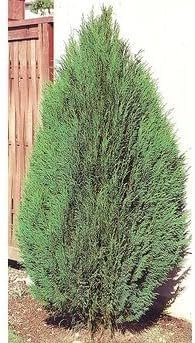 Blue Cone Arborvitae | Live Quart Size Plant | Vibrant Blue-Green Foliage for Landscaping, Hedges, and Privacy Screens, Drought and Deer Tolerant