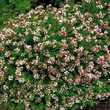 Abelia Rose Creek | Extra Large Gallon Plants | Fragrant & Flourishing Shrub, Compact, Ornamental Plant Ideal for Hedges, Borders & Landscape Accents, Low-Maintenance & Drought-Resistant