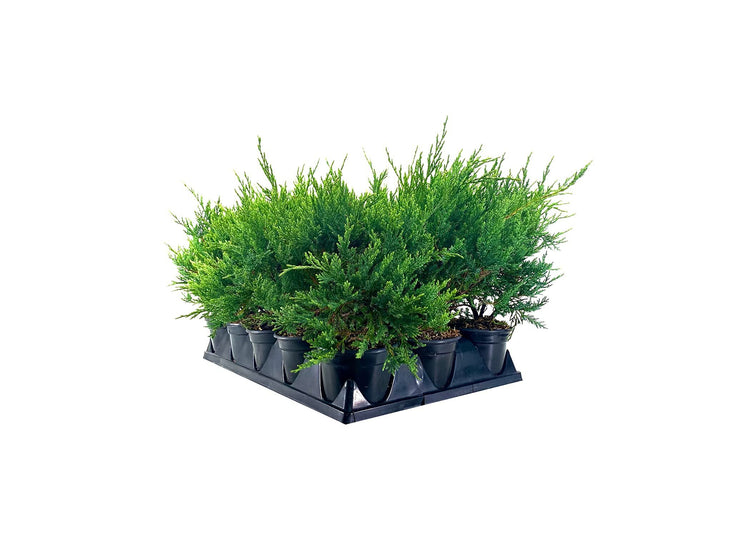 Juniper Sea Spray | Live Inch Pots | Juniperus Chinensis | Drought Tolerant Cold Hardy Evergreen Groundcover Plants