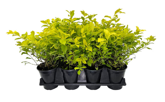 Duranta Gold Mound | Live Quart Size Plant | Duranta Erecta 'Gold Mound' | Vibrant Foliage | Landscape Accent Shrub Hedge