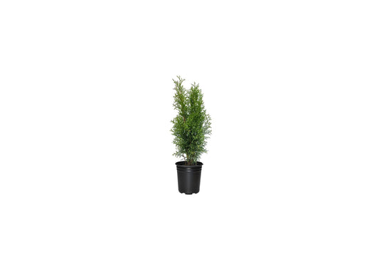 Arborvitae Emerald Green | Live Quart Size Plants | Thuja Occidentalis Smaragd Tree | Evergreen Privacy Screening Hedge Plants