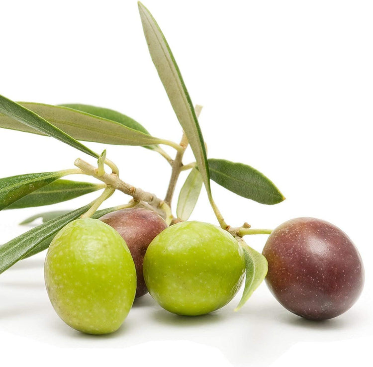 Arbequina Olive Tree | Live Inch Pots | Grow Your Own Olives Indoors