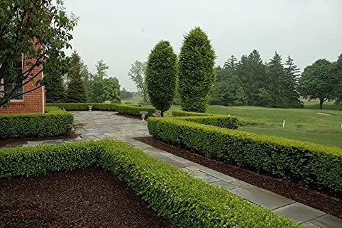 Winter Gem Boxwood | Large Gallon Size Plants | Buxus Microphylla Japonica | Fast Growing Cold Hardy Formal Evergreen Hedge Shrub