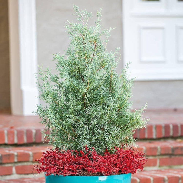 Carolina Sapphire Cypress Tree | Live Quart Size Plants | Beautiful Evergreen Low Maintenance Cold Hardy Privacy Screen