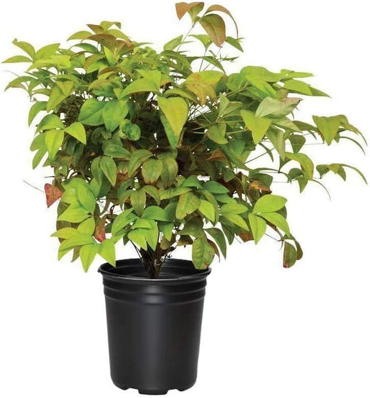 Firepower Heavenly Bamboo | Large Gallon Size Plants | Nandina Domestica | Brilliant Colorful Low Maintenance Foliage