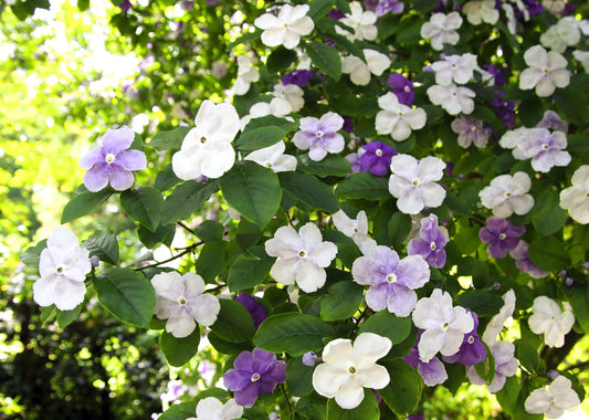 Yesterday Today Tomorrow | Extra Large Gallon Plants | Brunfelsia pauciflora | Fragrant Blooms | Full Sun to Partial Shade