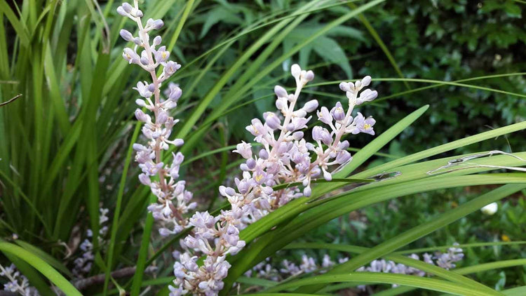 Evergreen Giant Liriope Muscari - Live Plants - Drought Tolerant Low Maintenance Evergreen Groundcover Grass