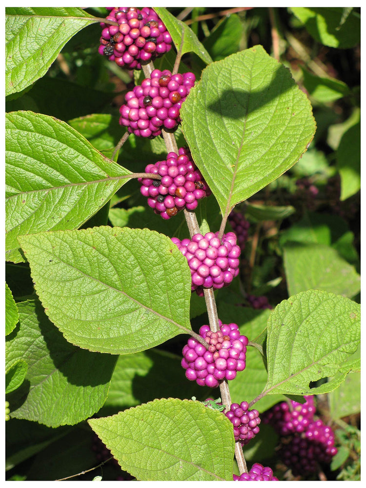 American Beautyberry | Live Plants | Callicarpa Americana | Bird Attracting Beautiful Berries and Foliage