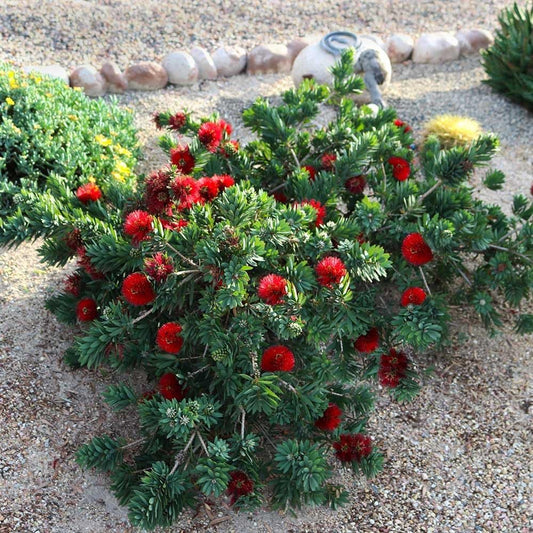 Bottlebrush 'Little John' | Extra Large 3 Gallon Plants | Callistemon citrinus | Attracts Pollinators | Drought Tolerant