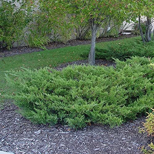 Juniper Kallay - Live Gallon Size Plants - Juniperus Chinensis - Drought Tolerant Cold Hardy Evergreen Groundcover