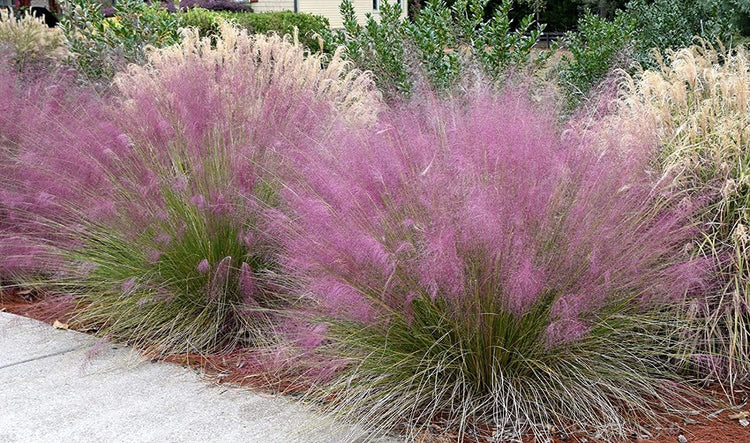 Muhly Grass - Live 1 Gallon Plants - Muhlenbergia Capillaris - Hairawn Muhly | Drought Tolerant Pink Blooming Ornamental Grass