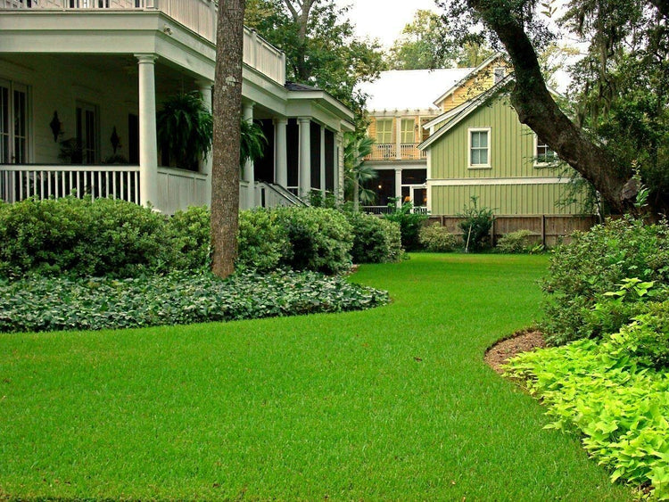 St. Augustine Palmetto | Live Extra Large Grass Plugs | Drought, Salt & Shade Tolerant Turf