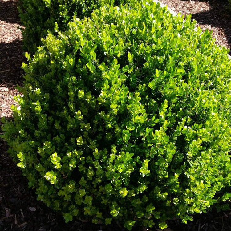 Winter Green Korean Boxwood - Live Plants - Buxus Microphylla - Fast Growing Cold Hardy Formal Evergreen Shrub