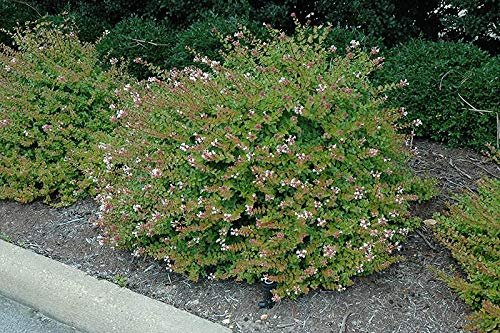 Abelia Chinensis Rose Creek - Live Plants - Flowering Deer Resistant Butterfly Attracting Shrub