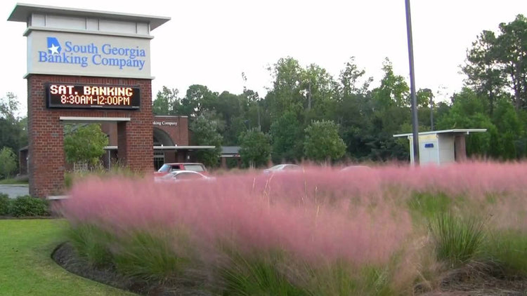 Pink Muhly Grass | 1 Large Live Plant | Muhlenbergia Capillaris | Hairawn Muhly | Blooming Ornamental Foliage