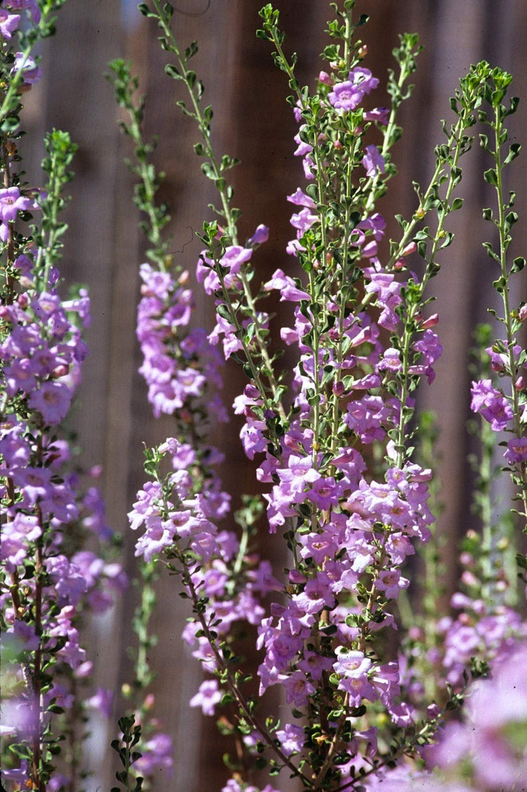 Texas Sage - Live Plants - Leucophyllum Frutescens - Low Maintenance Drought Tolerant Flowering Shrub