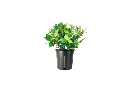 Ligustrum Waxleaf Privet | Large Gallon Size Plants | Blooming Evergreen Tree Privacy Hedge