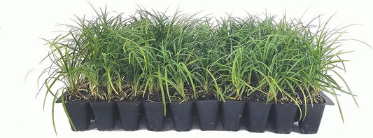 Mondo Grass - Live Plants - Ophiopogon Japonicus - Live Evergreen Groundcover Plants - Shade Loving