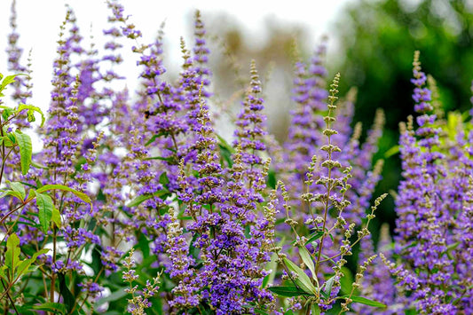 Chaste Tree | Large Gallon Size Pot | Vitex Agnus-Castus | Flowering Ornamental Shrub | Drought-Tolerant Garden Plants