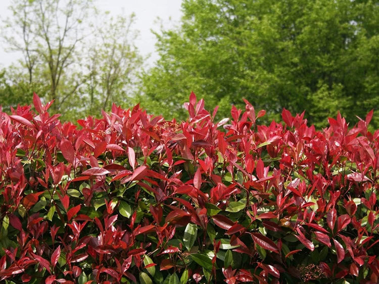 Photinia Red Tip | Extra Large Gallon Plants | Photinia x Fraseri | Evergreen Landscape Hedge Shrub