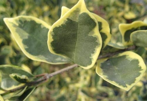 Ligustrum Japonicum Jack Frost Privet - Live Plants - Variegated Evergreen Hedge