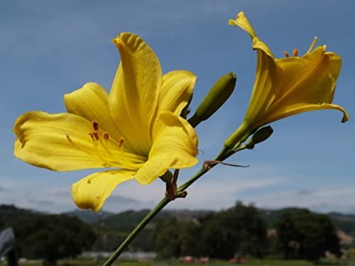 Daylily Yangtze | Live Inch Pots | Hemerocallis Plants | Beautiful Low Maintenance Blooming Groundcover