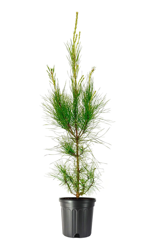 Loblolly Pine Tree | Large Gallon Size Pots | Pinus Taeda | Fast-Growing Evergreen | Shade Tree Plants