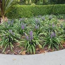 Big Blue Liriope Plants | Live 4 Inch Pots | Liriope Muscari 'Big Blue' | Hardy Ground Cover | Shade Tolerant Grass