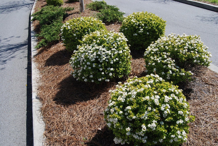 Viburnum Mrs. Schiller's Delight I Live Plants I Dwarf Obovatum I Evergreen Shrub with Fragrant White Blooms, Ideal for Hedges, Borders, and Ornamental Landscaping