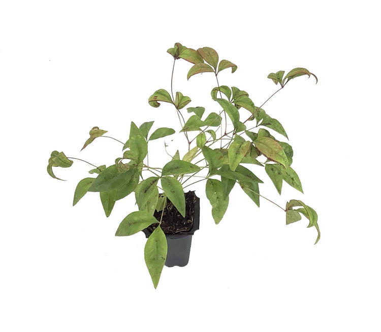 Firepower Heavenly Bamboo - Live Plants - Nandina Domestica