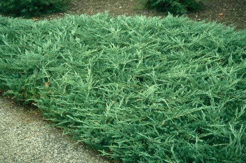 Juniper Bar Harbor - 3 Live Plants - Juniperus Horizontalis - Drought Tolerant Cold Hardy Evergreen Ground Cover