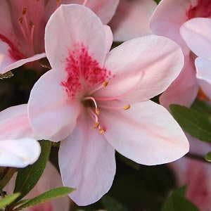 Azalea Duchess of Cypress | Extra Large Gallon Plant | Vibrant & Blossoming Shrub, Stunning Spring Blooms, Perfect for Gardens, Borders, and Landscape Accents