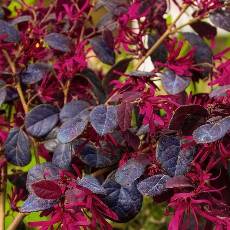 Loropetalum Red Chocolate | Extra Large 3 Gallon Plants | Loropetalum Chinense | Garden Showpiece | Year-Round Color