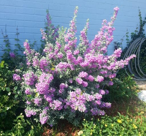 Texas Sage | Extra Large 3 Gallon Plants | Leucophyllum frutescens | Drought Tolerant | Low Maintenance Landscaping