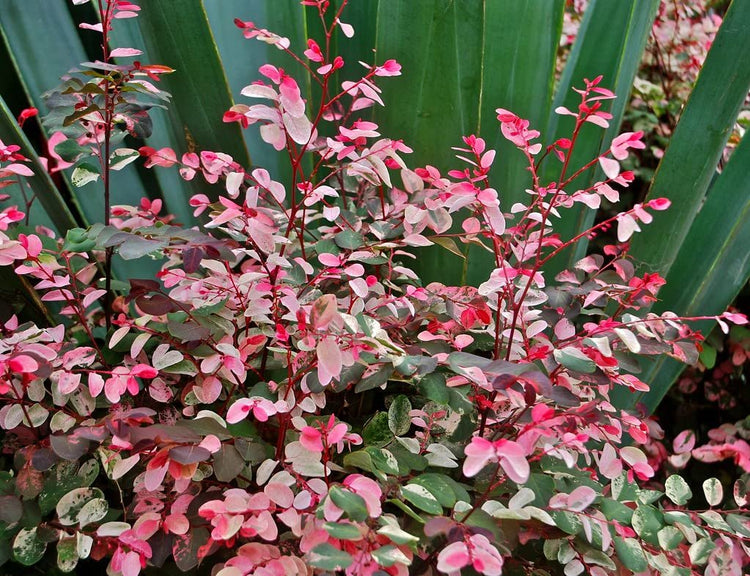 Breynia Disticha Roseopicta Snowbush | Live Plants | Ornamental Shrub, Perfect for Indoor & Outdoor Landscaping | Drought Tolerant, Low-Maintenance, Easy-to-Grow Plant