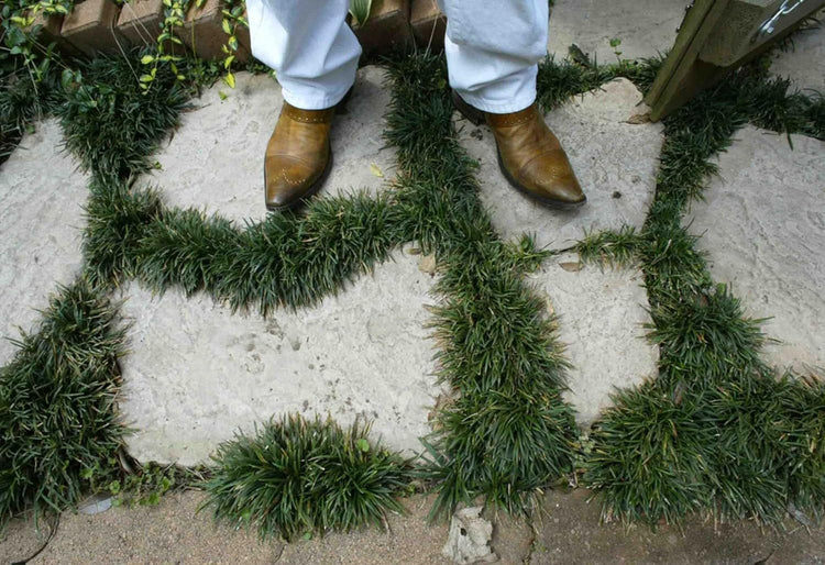 Dwarf Mondo Grass Plants | Live Bare Root Pips | Ophiopogon Japonicus Nanus | Perfect for Ground Cover & Borders | Hardy & Low Maintenance (50 Plants)