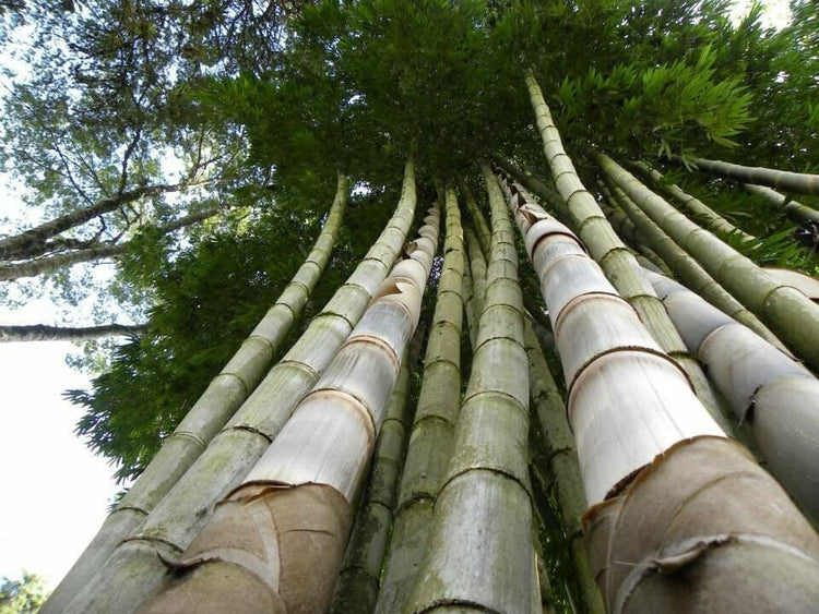 Dendrocalamus Giganteus Bamboo | Large Gallon Size Plant | Fast-Growing Privacy Screen | Giant Live Outdoor Greenery | Sustainable Garden Solution