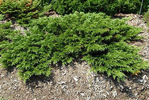 Monna Juniper Sierra Spreader | Live Gallon Size Plant | Juniperus Chinensis | Evergreen Cold Hardy Drought Tolerant Groundcover