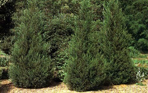 Hetzi Columnar Juniper - Live Plants - Juniperus Chinensis - Evergreen Privacy Barrier