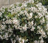 Indian Hawthorn Alba I Live Quart Size Plants I Raphiolepis Indica I Premium White-Flowering Evergreen Shrub, Ideal for Low Hedges, Borders, and Containers