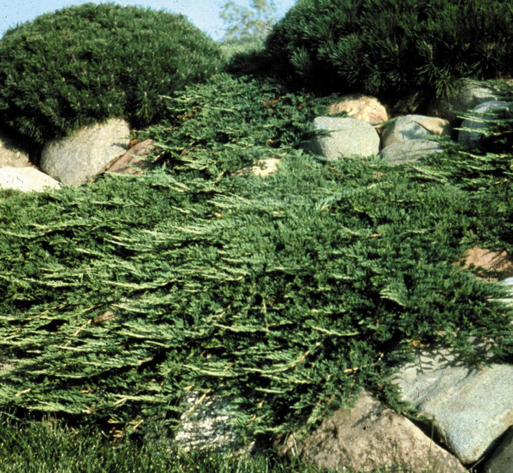 Prince of Wales Juniper - 10 Live Plants - Drought Tolerant Cold Hardy Evergreen Ground Cover