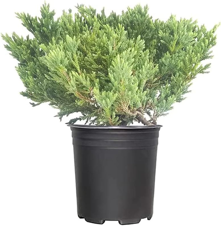 Prince of Wales Juniper | Large Gallon Size Plants | Juniperus horizontalis Prince of Wales | Ideal Ground Cover & Landscape Addition